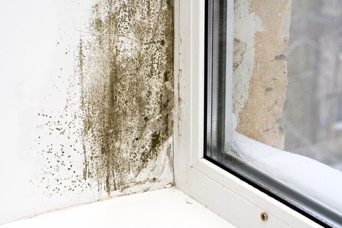 How to Deal Mold Problems